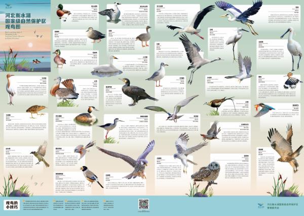河北衡水湖国家自然保护区发布全季观鸟图 河北衡水湖国家自然保护区发布全季观鸟图