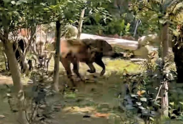 深圳惊现野猪，从哪来的？