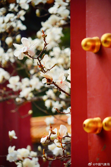 北京地坛公园红墙映玉兰