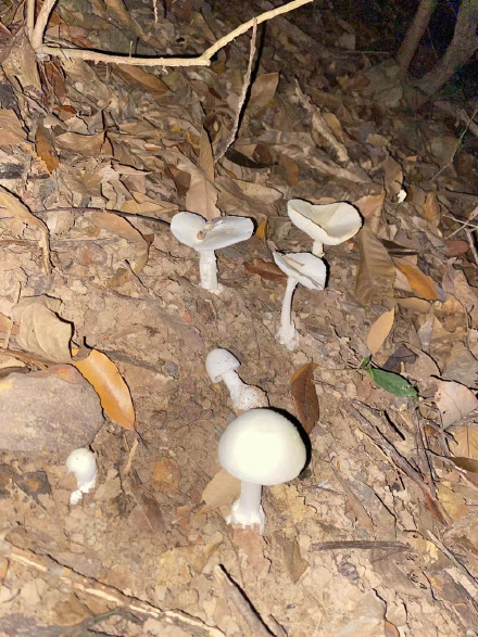 不做“菇”勇者！野生蘑菇“疯长季”，误食死亡率达75%