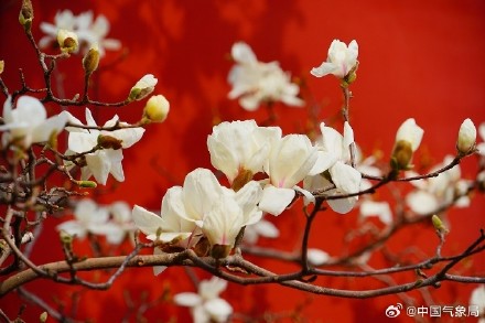 北京地坛公园红墙映玉兰