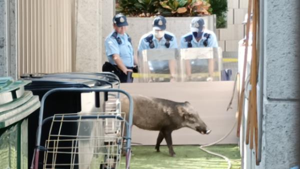 深圳惊现野猪，从哪来的？