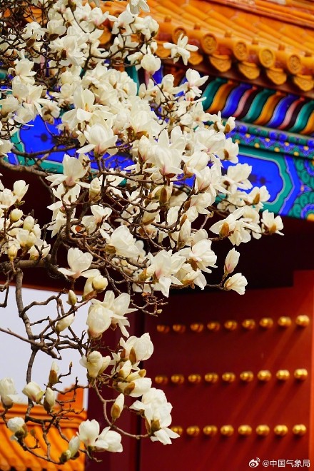 北京地坛公园红墙映玉兰