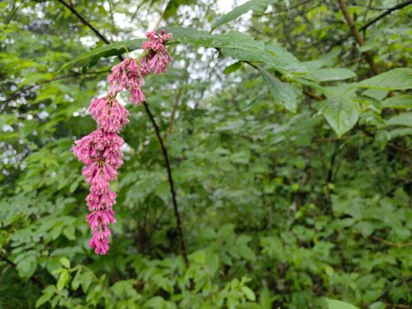 重庆阴条岭国家级自然保护区首次发现西蜀丁香 重庆阴条岭国家级自然保护区首次发现西蜀丁香