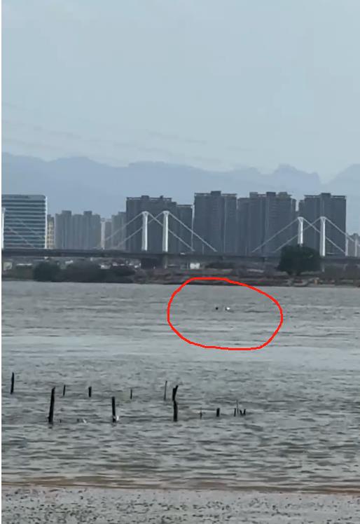 突发！福州乌龙江有人遇险！
