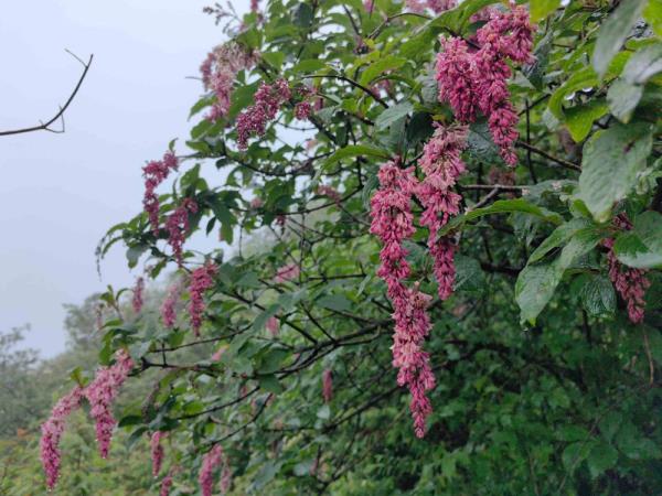 重庆阴条岭国家级自然保护区首次发现西蜀丁香 重庆阴条岭国家级自然保护区首次发现西蜀丁香