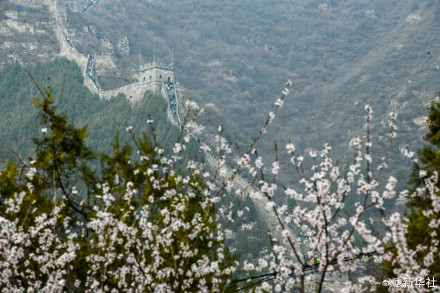 一路繁花一路春！春日限定版花海列车有多美