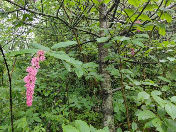 重庆阴条岭国家级自然保护区首次发现西蜀丁香 重庆阴条岭国家级自然保护区首次发现西蜀丁香