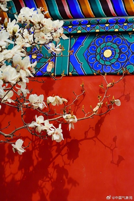 北京地坛公园红墙映玉兰