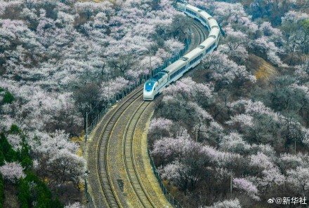 一路繁花一路春！春日限定版花海列车有多美