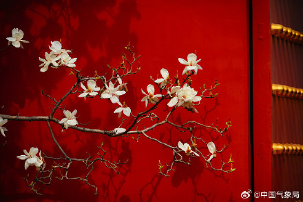 北京地坛公园红墙映玉兰