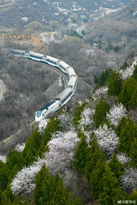 一路繁花一路春！春日限定版花海列车有多美
