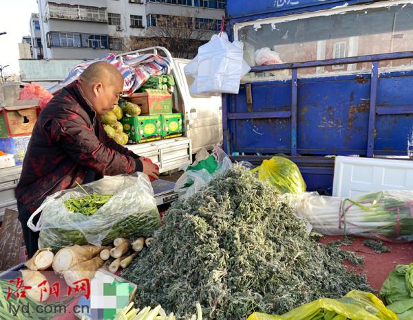 洛阳路边大量出现！千万别乱摘、乱吃！