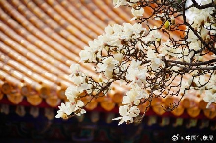 北京地坛公园红墙映玉兰