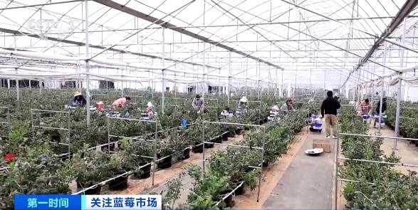 订单增长超1600%！商家进货都靠“抢”