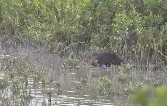 深圳惊现野猪，从哪来的？
