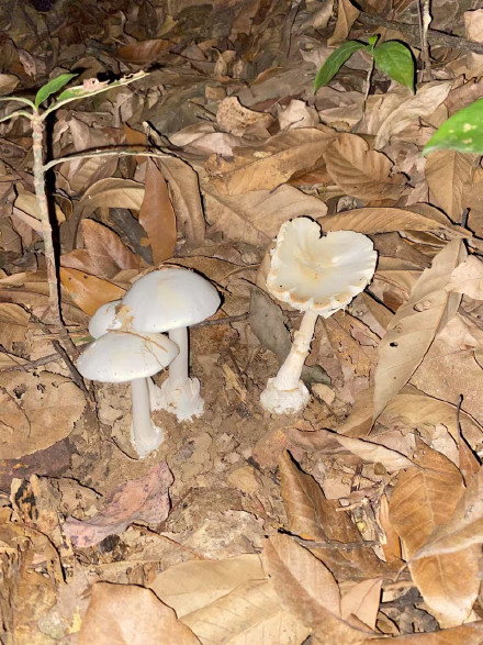 不做“菇”勇者！野生蘑菇“疯长季”，误食死亡率达75%