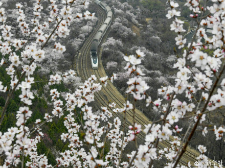 一路繁花一路春！春日限定版花海列车有多美