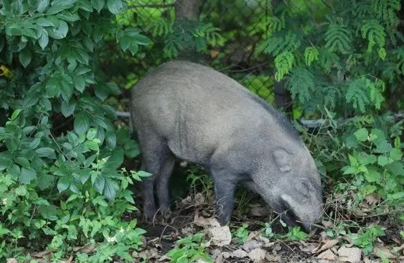 深圳惊现野猪，从哪来的？