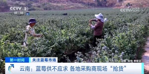 订单增长超1600%！商家进货都靠“抢”