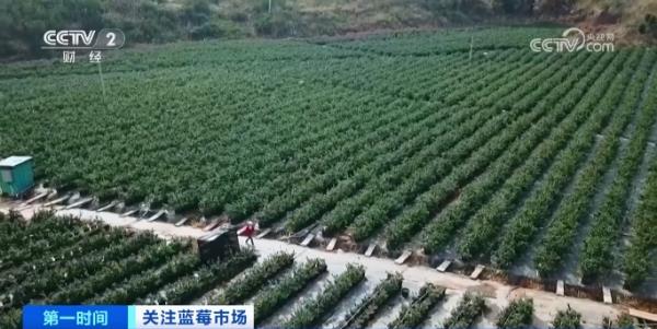 订单增长超1600%！商家进货都靠“抢”