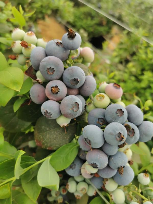 卖爆了!订单量同比增幅1637.65%,商家都来云南“抢货”…… 卖爆了!订单量同比增幅1637.65%,商家都来云南“抢货”……