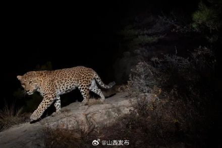 看豹看豹！17张高清华北豹图片免费发放