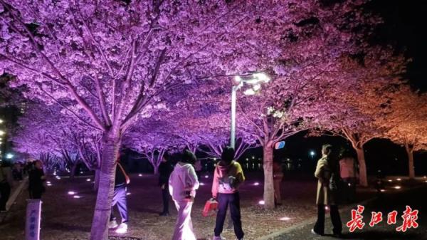 武汉西北湖绿化广场延长亮灯时间:欢迎市民夜赏樱花 武汉西北湖绿化广场延长亮灯时间:欢迎市民夜赏樱花