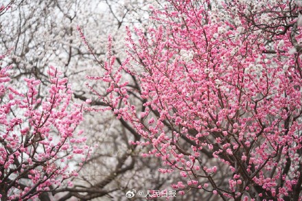 春意盎然！明长城遗址公园梅花山杏盛开