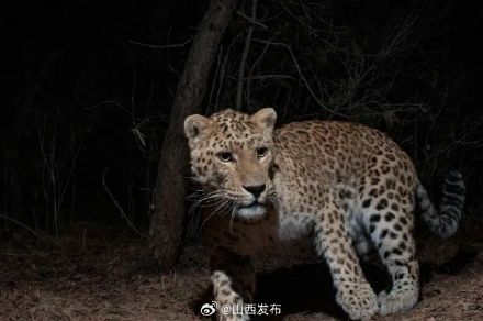 看豹看豹！17张高清华北豹图片免费发放