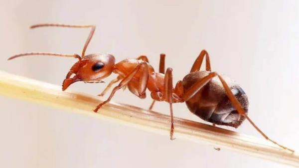 警惕！可致命！见到这种小土堆，要远离