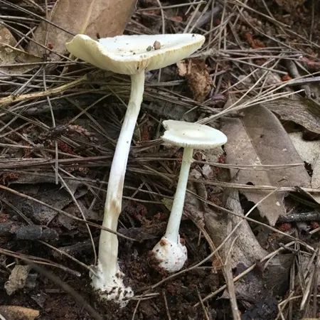 不采,不食用!深圳发现蘑菇界“毒王” 不采,不食用!深圳发现蘑菇界“毒王”