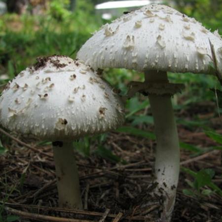 不采,不食用!深圳发现蘑菇界“毒王” 不采,不食用!深圳发现蘑菇界“毒王”