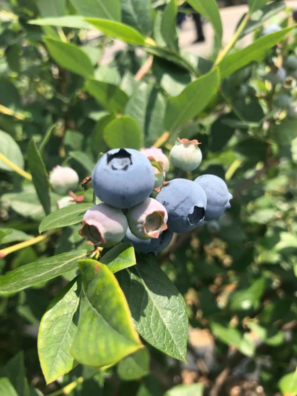 卖爆了!订单量同比增幅1637.65%,商家都来云南“抢货”…… 卖爆了!订单量同比增幅1637.65%,商家都来云南“抢货”……