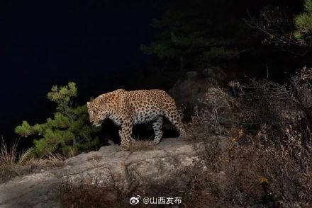 看豹看豹！17张高清华北豹图片免费发放