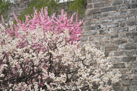 春意盎然！明长城遗址公园梅花山杏盛开