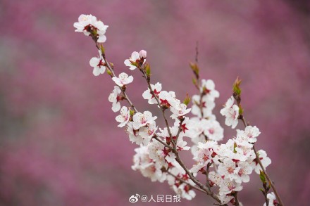 春意盎然！明长城遗址公园梅花山杏盛开