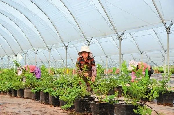 卖爆了!订单量同比增幅1637.65%,商家都来云南“抢货”…… 卖爆了!订单量同比增幅1637.65%,商家都来云南“抢货”……