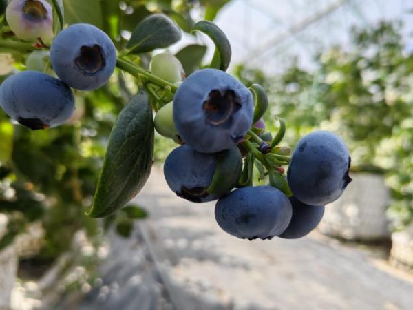 卖爆了!订单量同比增幅1637.65%,商家都来云南“抢货”…… 卖爆了!订单量同比增幅1637.65%,商家都来云南“抢货”……