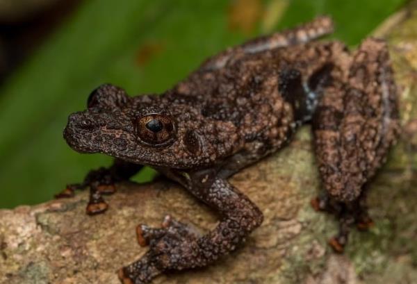 追踪濒危树蛙记录蛙鸣,新加坡两兄弟十年如一日 追踪濒危树蛙记录蛙鸣,新加坡两兄弟十年如一日