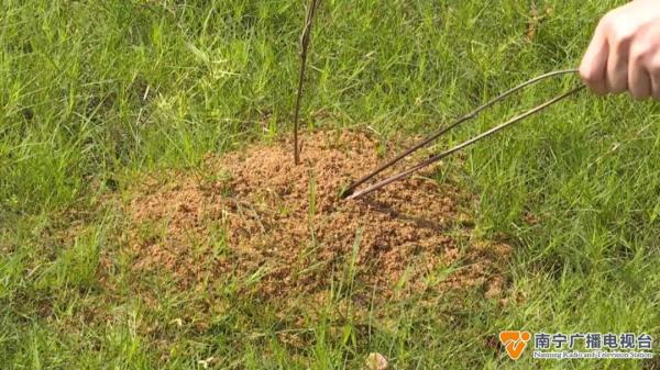 警惕！可致命！见到这种小土堆，要远离