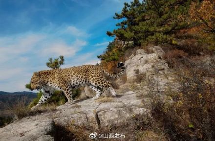 看豹看豹！17张高清华北豹图片免费发放