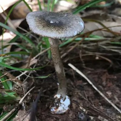 不采,不食用!深圳发现蘑菇界“毒王” 不采,不食用!深圳发现蘑菇界“毒王”