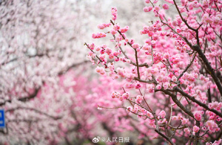 春意盎然！明长城遗址公园梅花山杏盛开