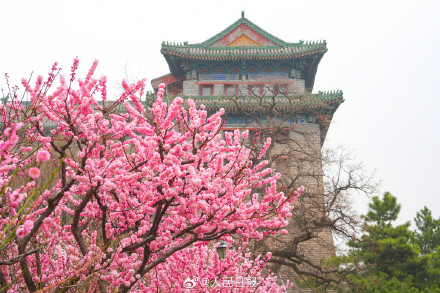 春意盎然！明长城遗址公园梅花山杏盛开