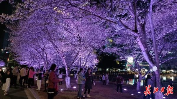武汉西北湖绿化广场延长亮灯时间:欢迎市民夜赏樱花 武汉西北湖绿化广场延长亮灯时间:欢迎市民夜赏樱花