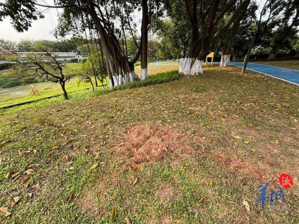 小车停在路边被树砸中，谁负责？