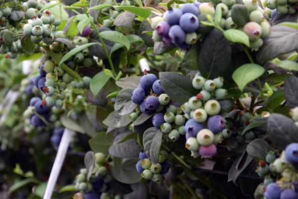 卖爆了!订单量同比增幅1637.65%,商家都来云南“抢货”…… 卖爆了!订单量同比增幅1637.65%,商家都来云南“抢货”……