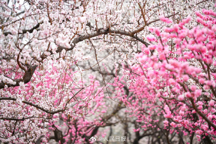 春意盎然！明长城遗址公园梅花山杏盛开