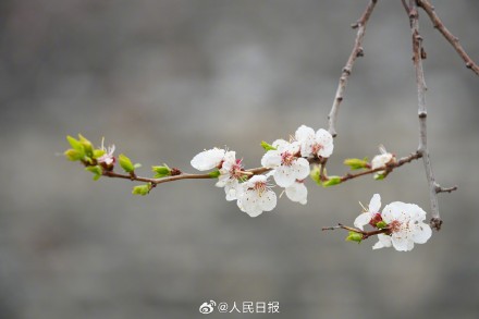 春意盎然！明长城遗址公园梅花山杏盛开